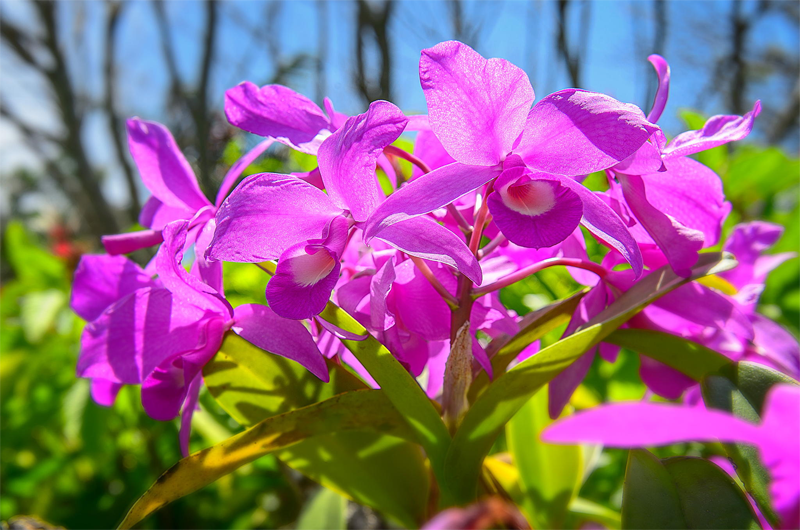 small-Guaria-morada