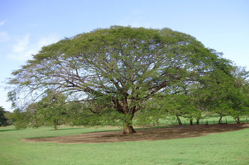 Guaria Morada