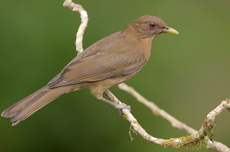 Таратора 8 букв. Clay-coloured Thrush. Clay-coloured Thrush picture.